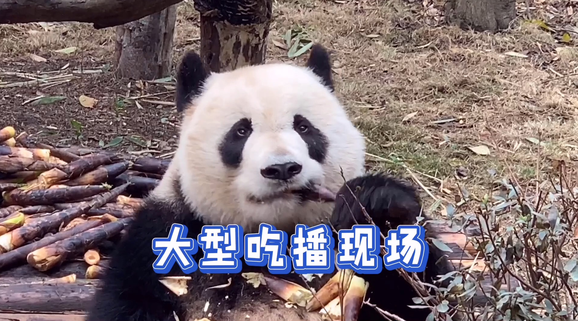 花式回归! #成都熊猫基地恢复开放# 你打算多久去看滚滚?